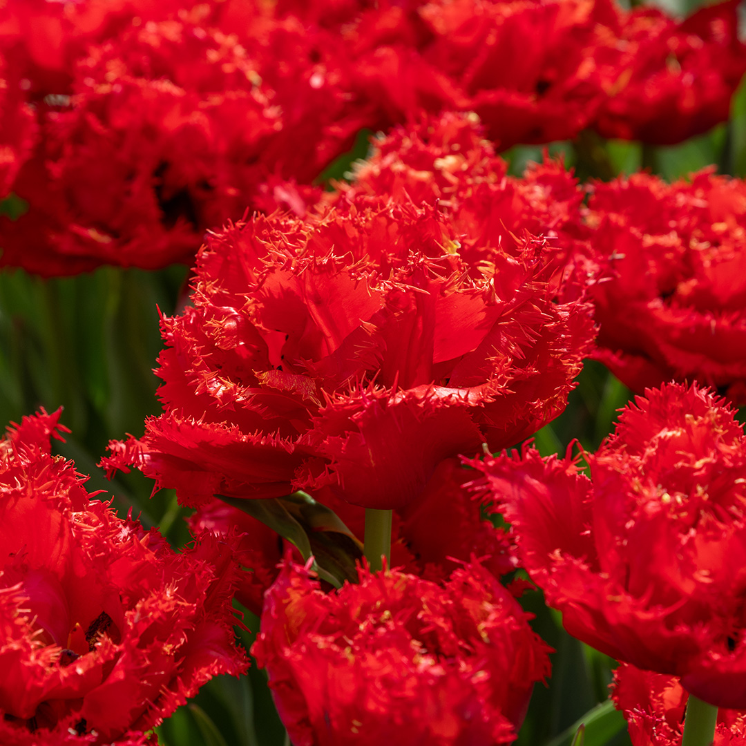 Tulpe Mi Amor