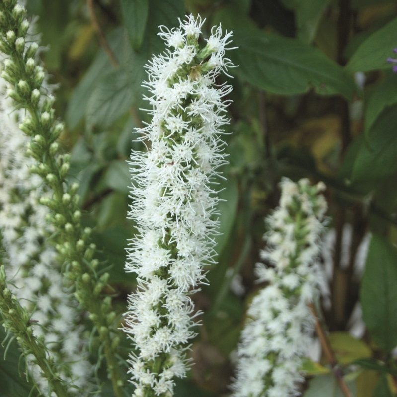 Ährige Prachtscharte -  Liatris Floristan Weiss