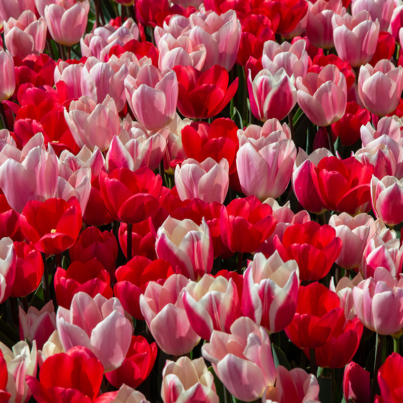 Tulpenmischung "Morning Delight"