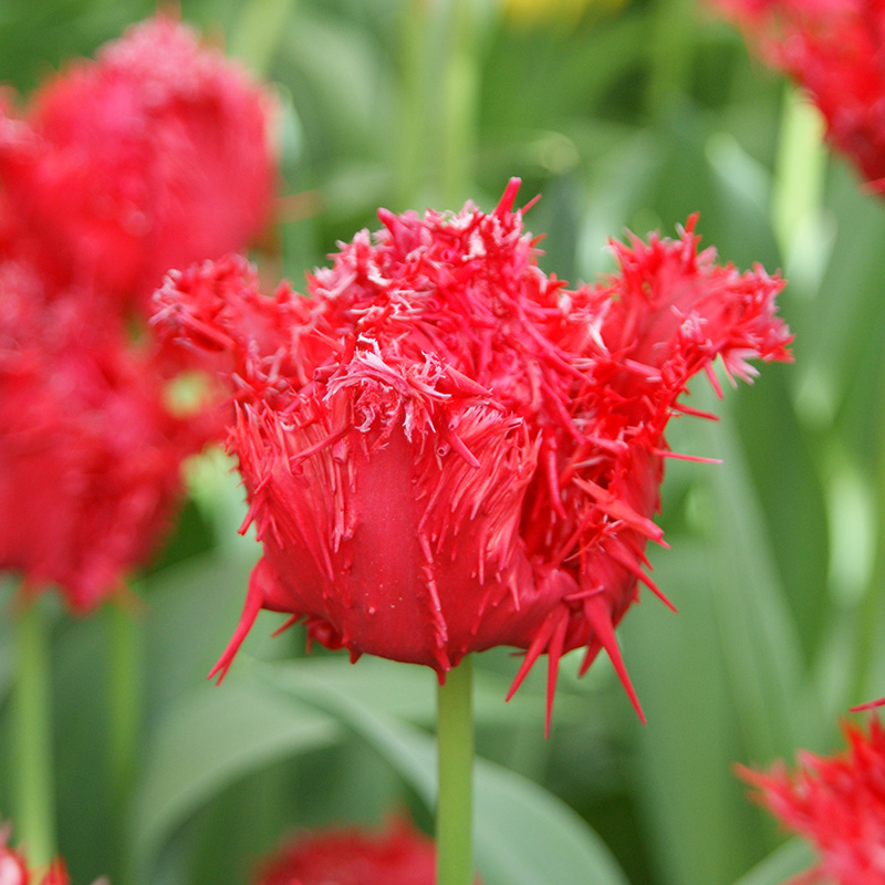 Tulpe Fringed Barbados