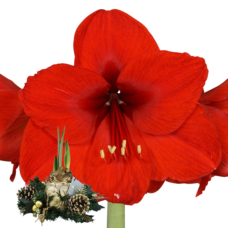 Amaryllis Wachs Weihnachtskranz Gold