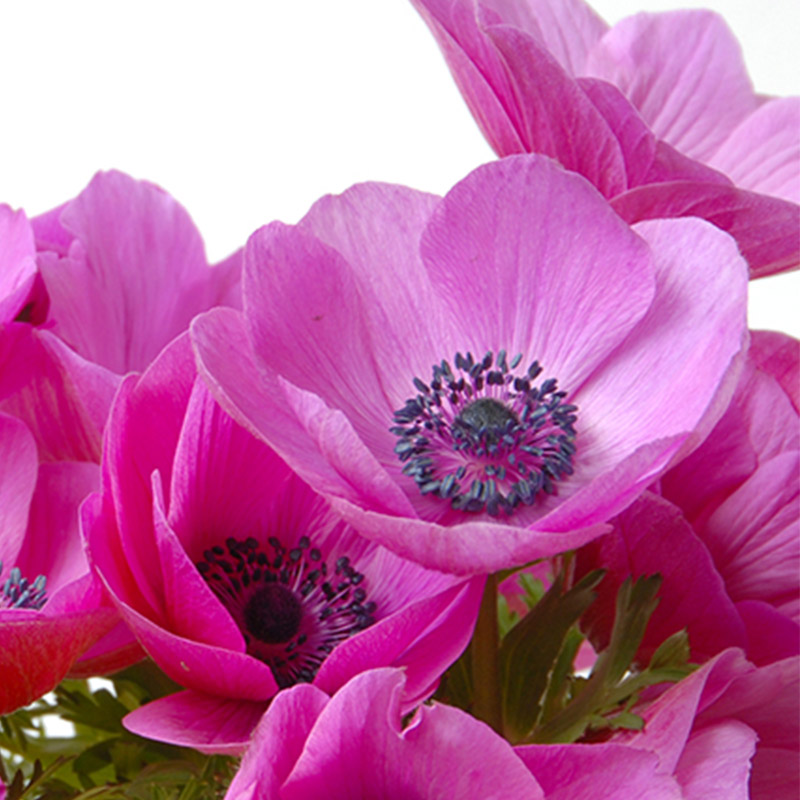 25014-Anemone-Sylphide Anemone Sylphide