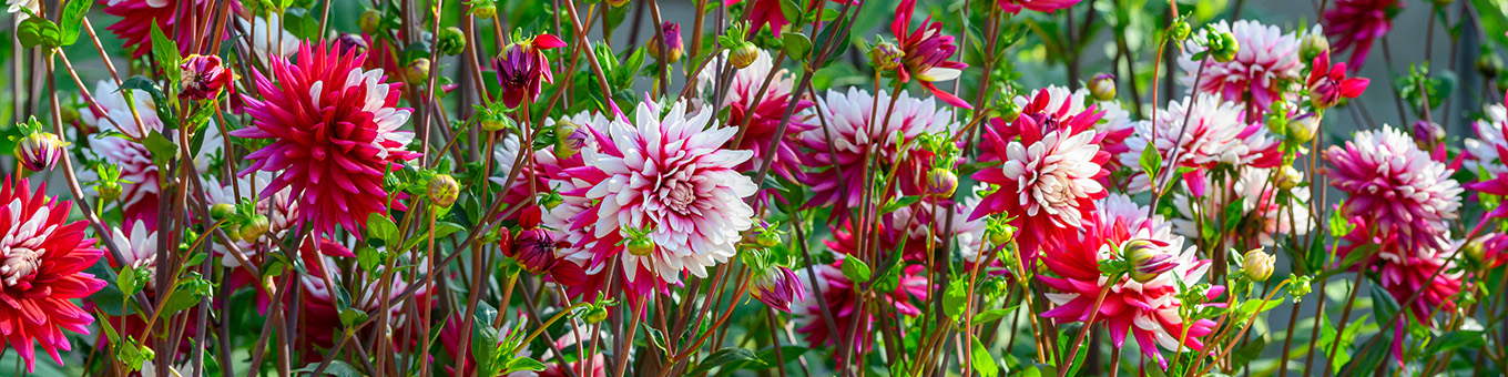 Die Magie der Dahlien: Ein Farbenfroher Sommerblüher für Jeden Garten