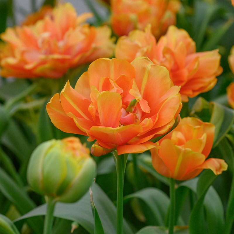 Tulpe Le Lavandou®