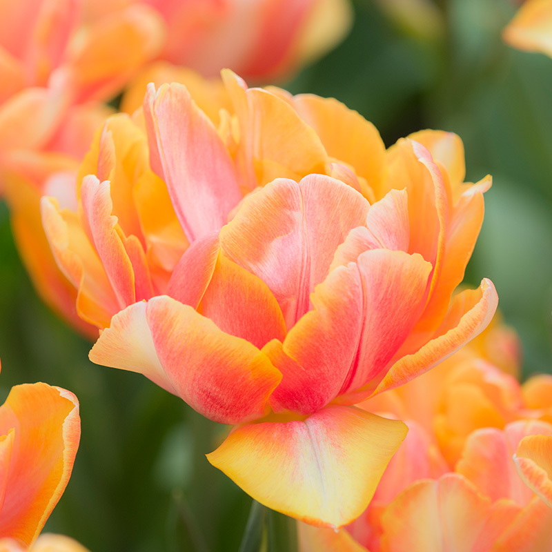 Tulpe Foxy Foxtrot®