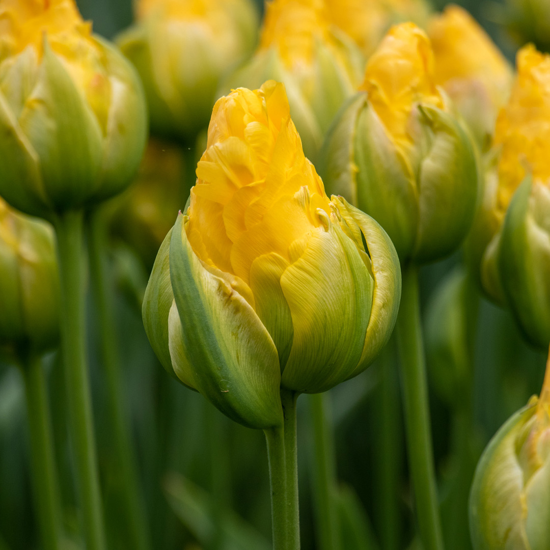 Tulpe Vanille Coup Tulpe Vanille Coup