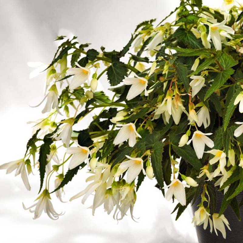 Begonie boliviensis Santa Barbara