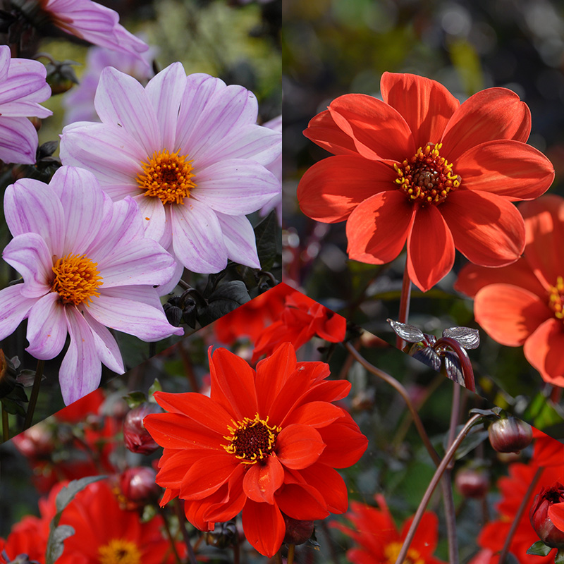 4406074-Dahlia-mix-Bishop Bishop Dahlien Mischung