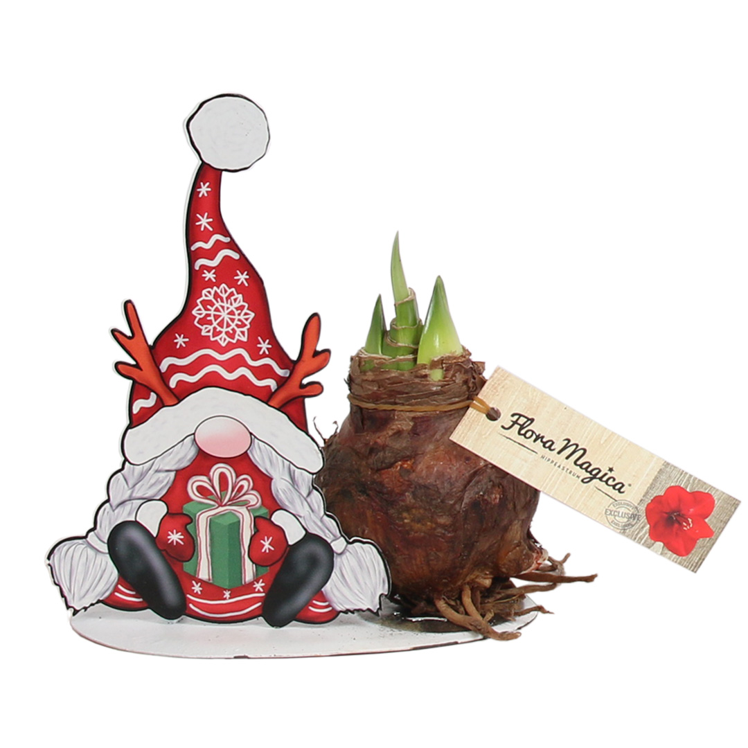 Amaryllis Wichtel mit Geschenk 9432