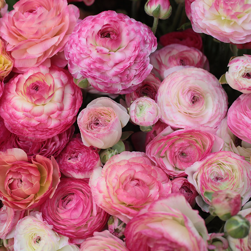 Ranunkel picotee Pink (Ranunculus)