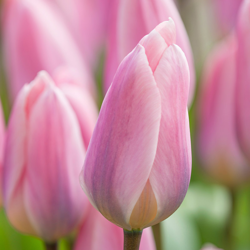 Tulpe Light and Dreamy