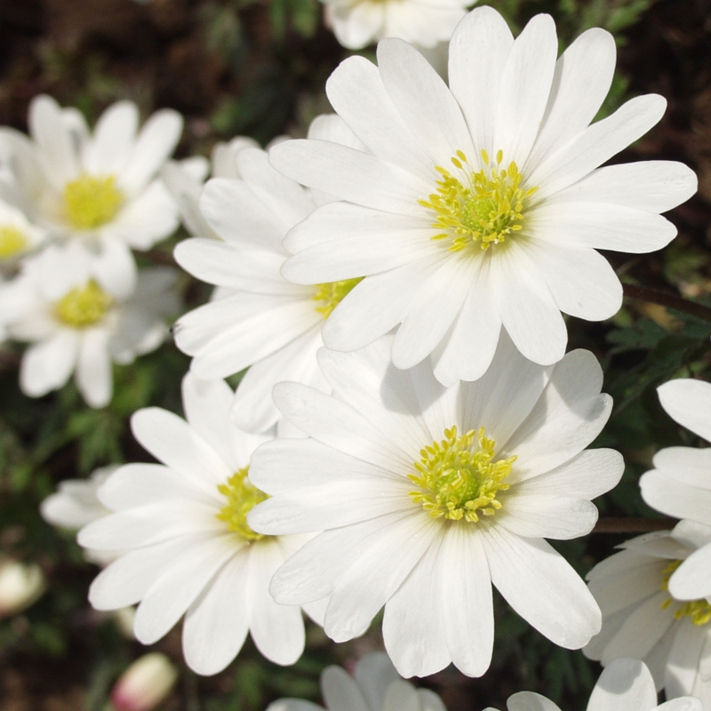Anemonen White Splendour