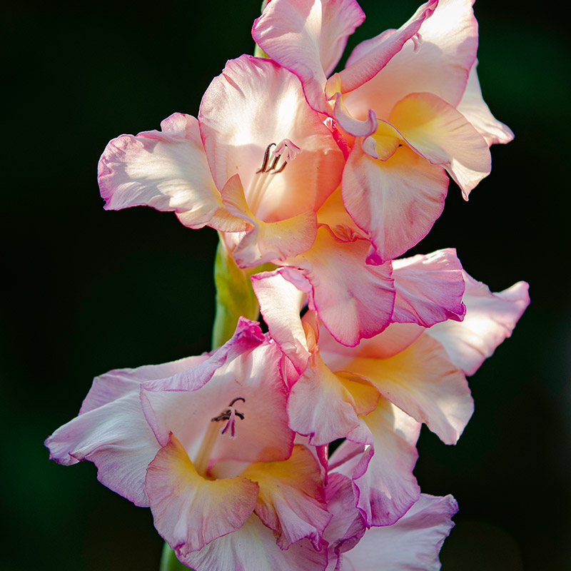 Gladiole Priscilla