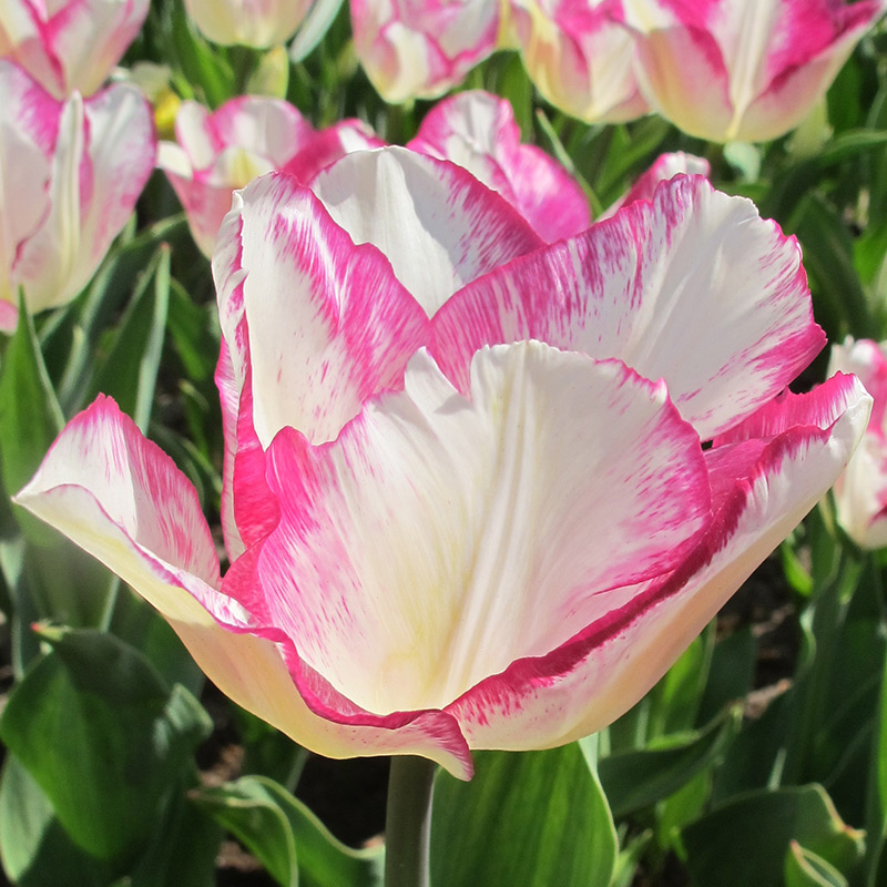 Tulpe Affaire