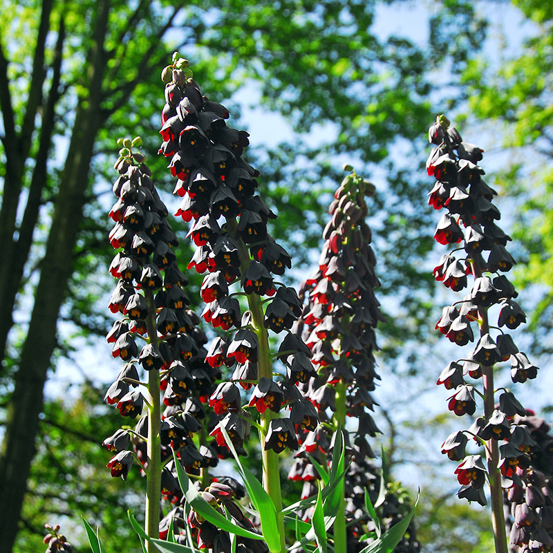 5725-Fritillaria-Persica Kaiserkrone persica