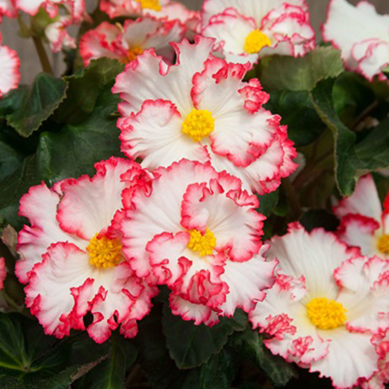 30120-Begonia-Crispa-Marginata-Wit Begonie Crispa Margina Weiß-Rot