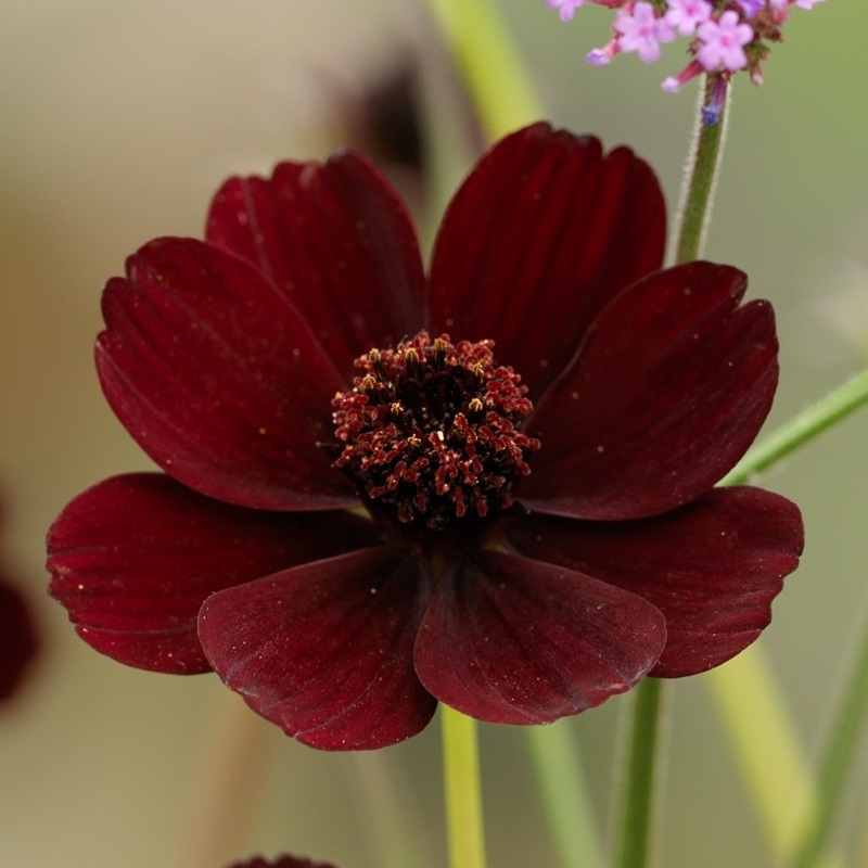 86700 Cosmos atrosanguineus - Schokoladenblume