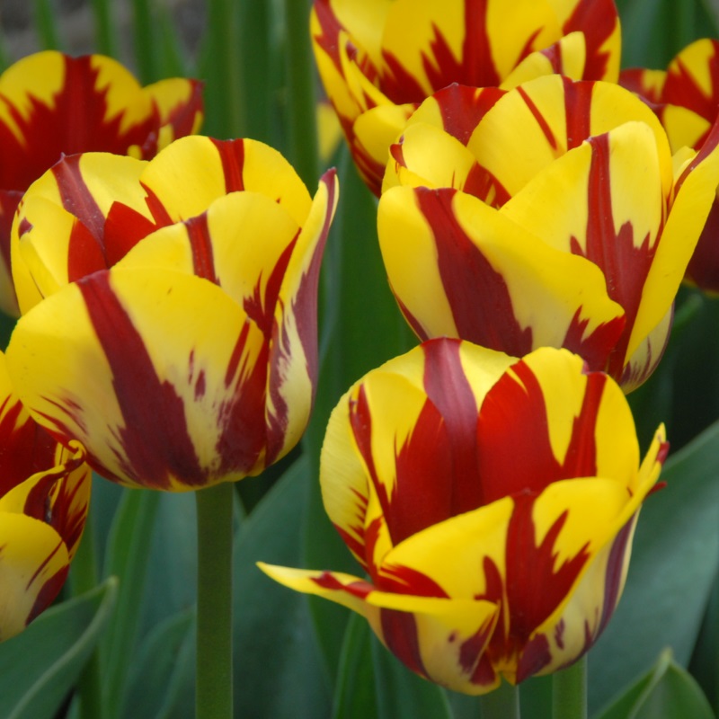 Tulpe Helmar