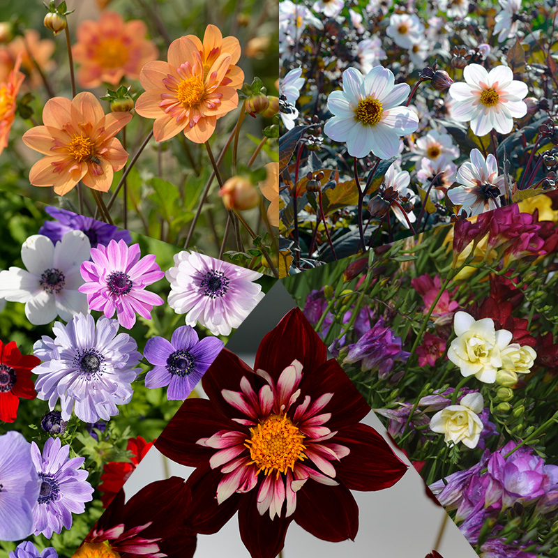 Blumenzwiebel Mischung „Bunter Bienengarten“