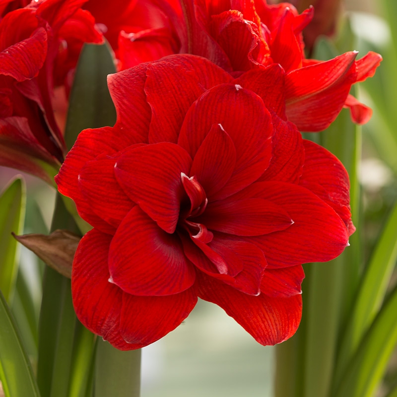 9601-hippeastrum-double-dragon-01