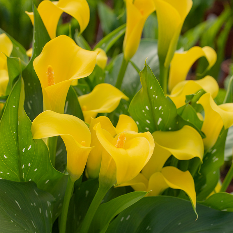 95105-Zantedeschia-Sunclub-R Calla Sunclub®