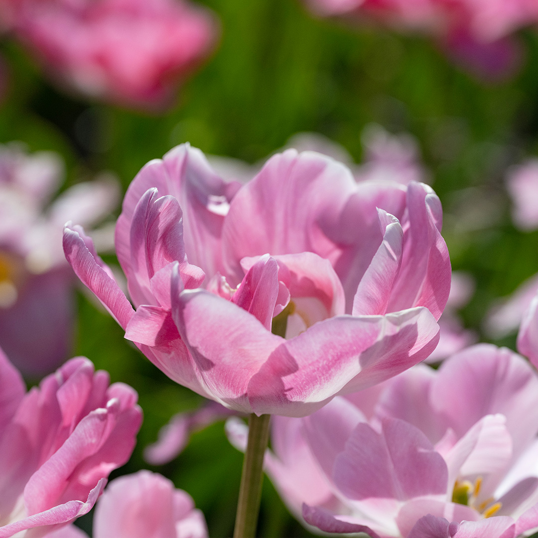 Tulpe Upstar