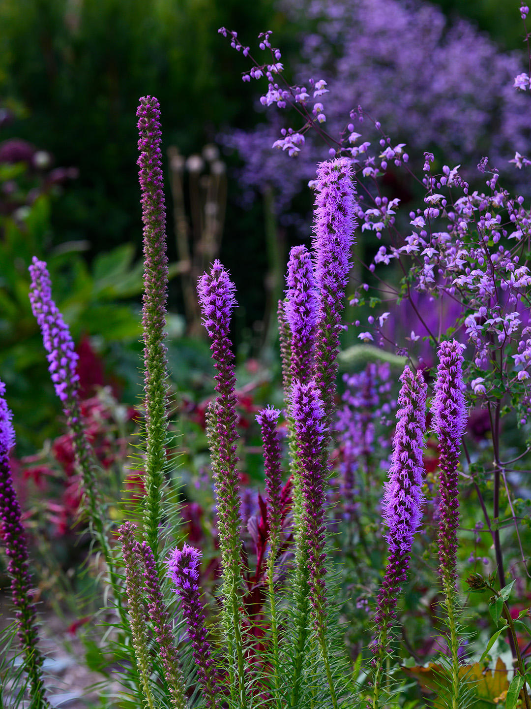 Liatris Spicata - Ährige Prachtscharte Liatris Spicata - Ährige Prachtscharte