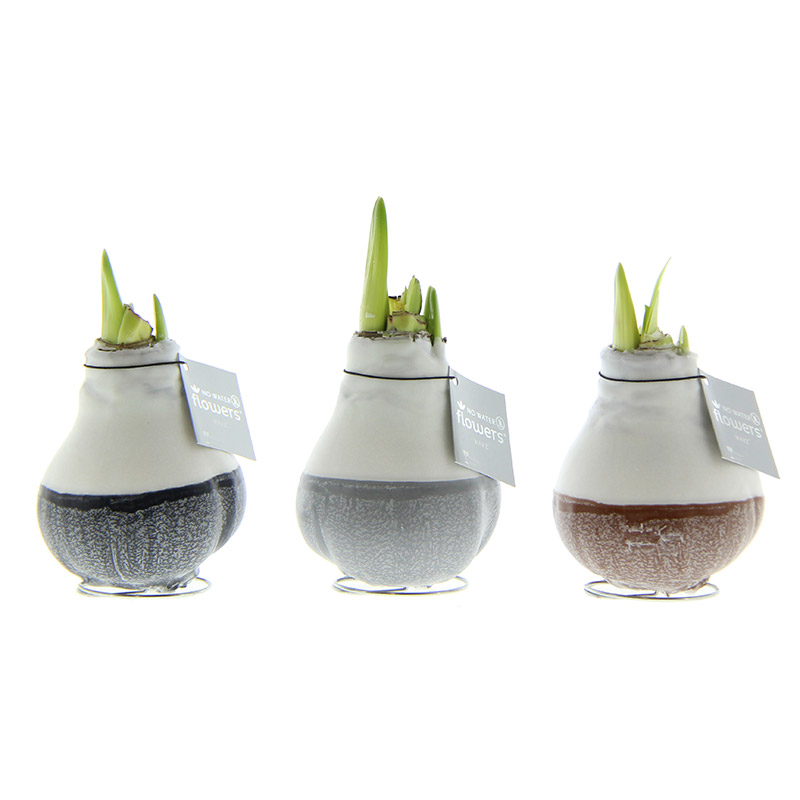 9009936-Wax-Amaryllis-Collectie-Dipz