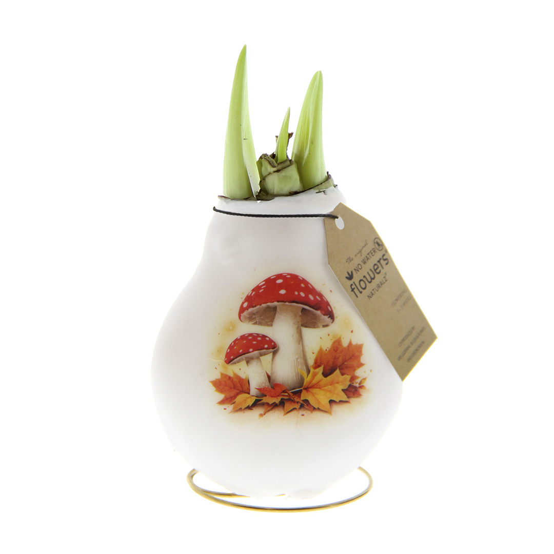 Amaryllis in Wachs Crafts Waldpilz
