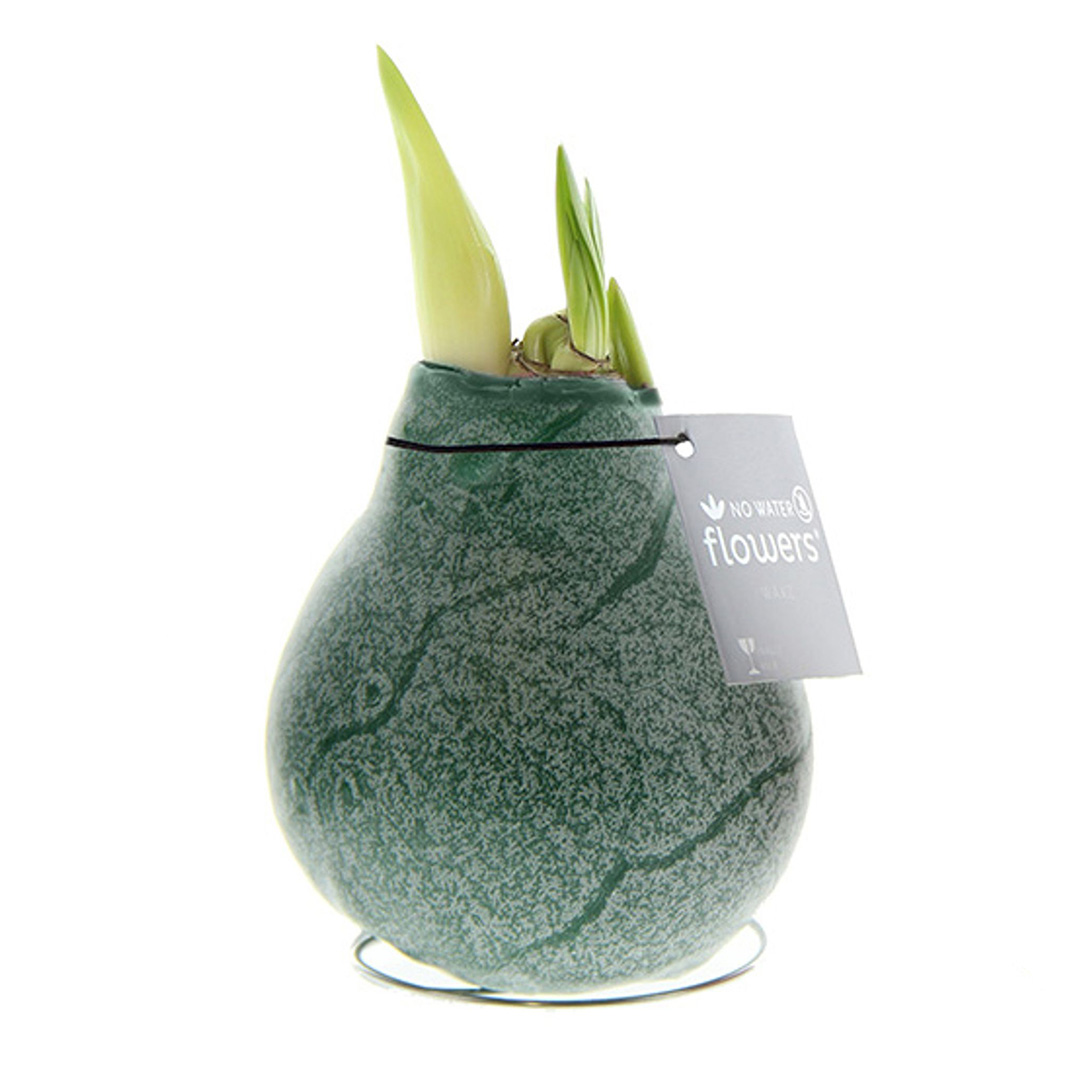 Amaryllis in Wachs Marble Grün