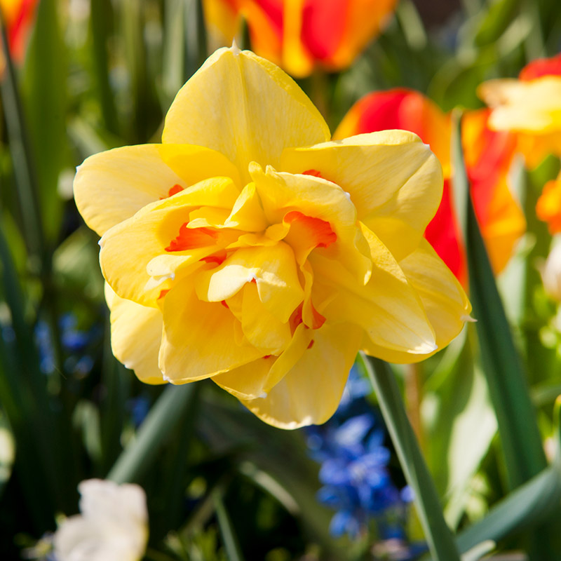 3085-Narcissus-Tahiti-03