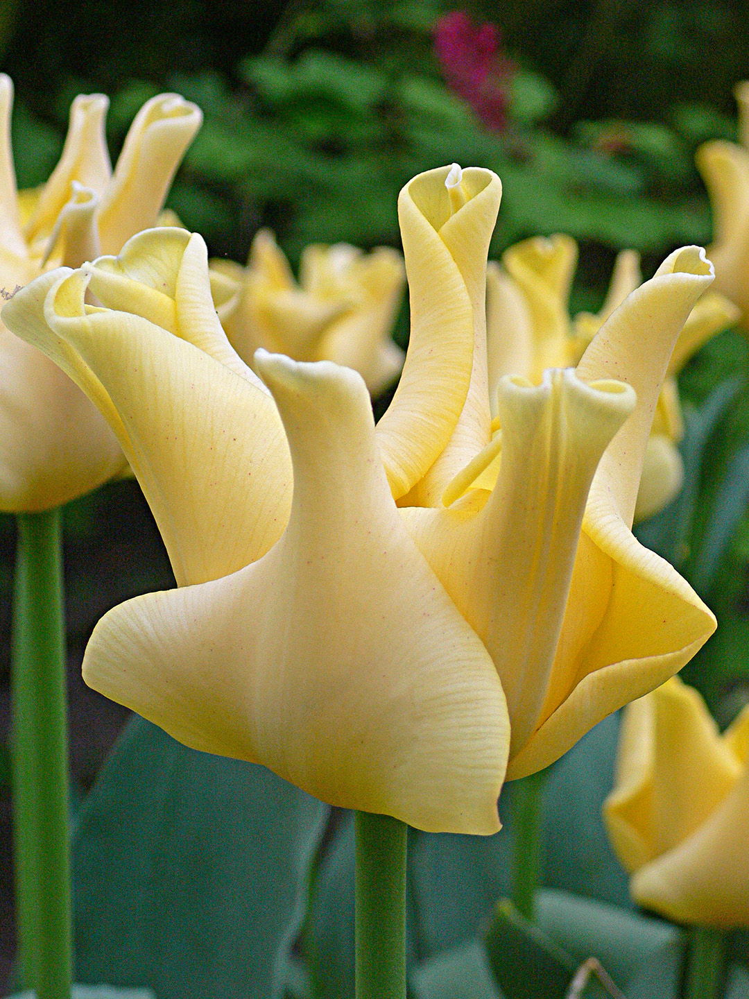 Tulpe Yellow Crown