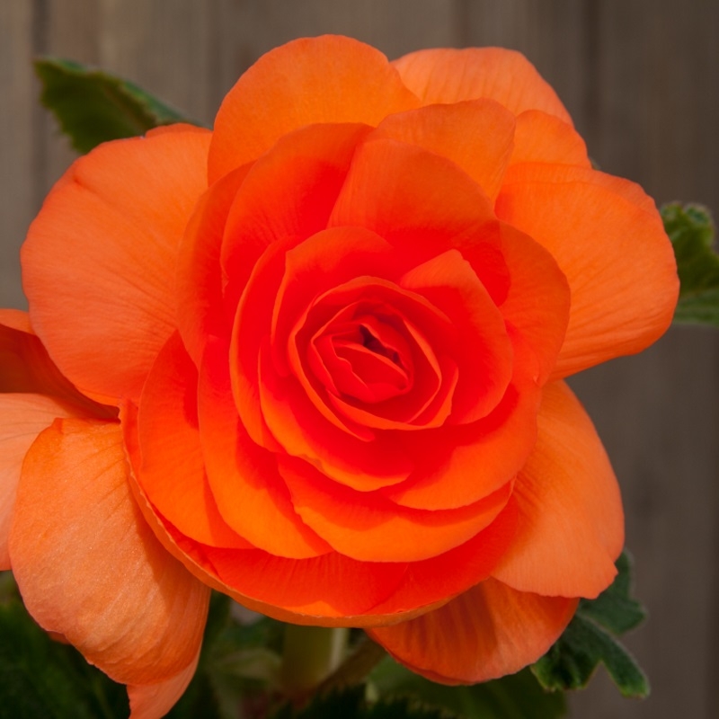 Gefüllte Begonie  orange