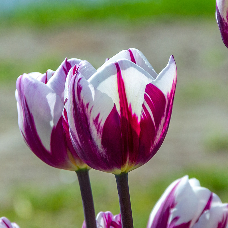 Tulpe Rems Favourite