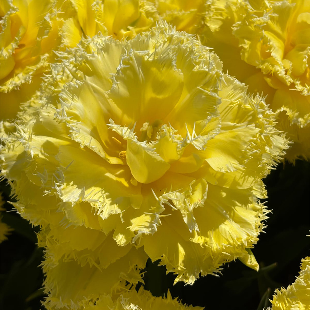 Tulpe Lemon Shoot