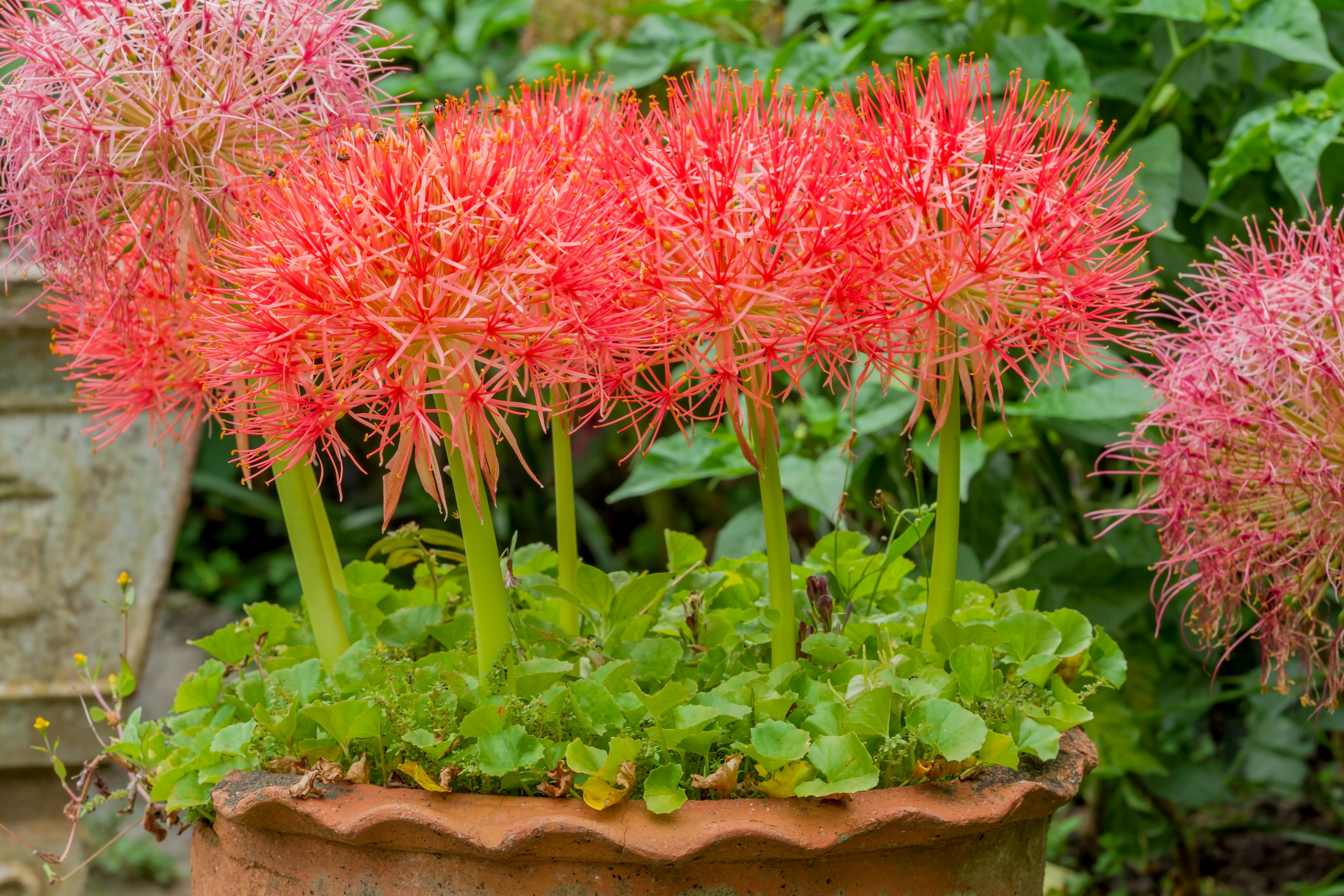 Blutblume - Scadoxus Multiflorus ssp. Multiflorus