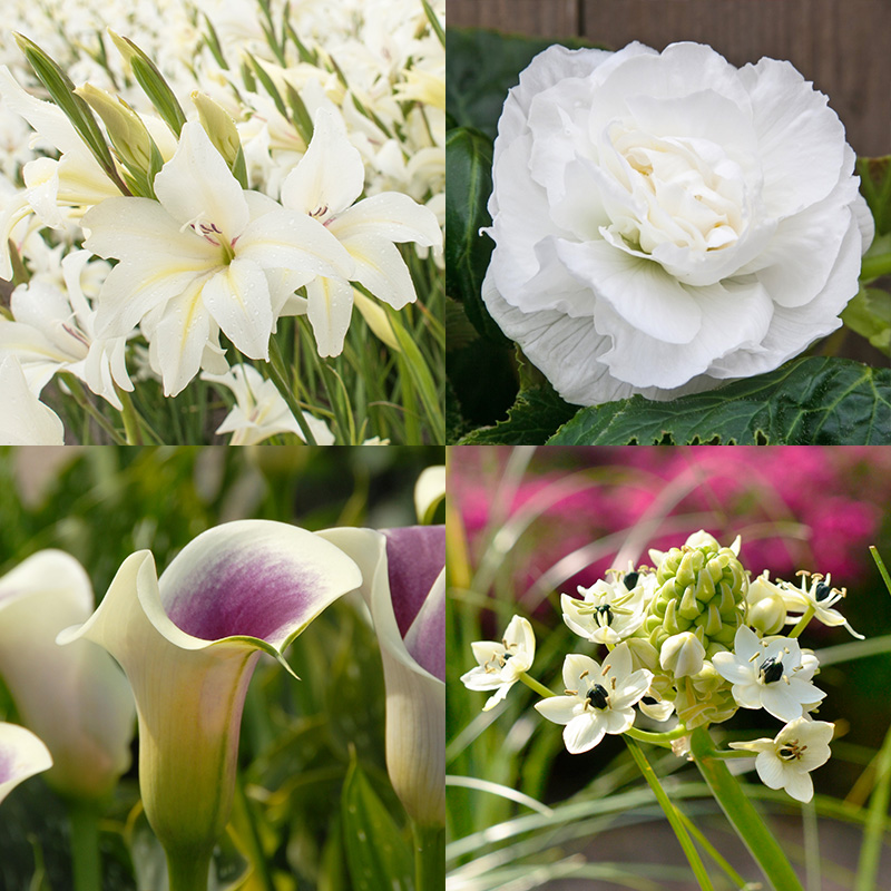 Blumenzwiebel Mischung Weißer Sommergarten