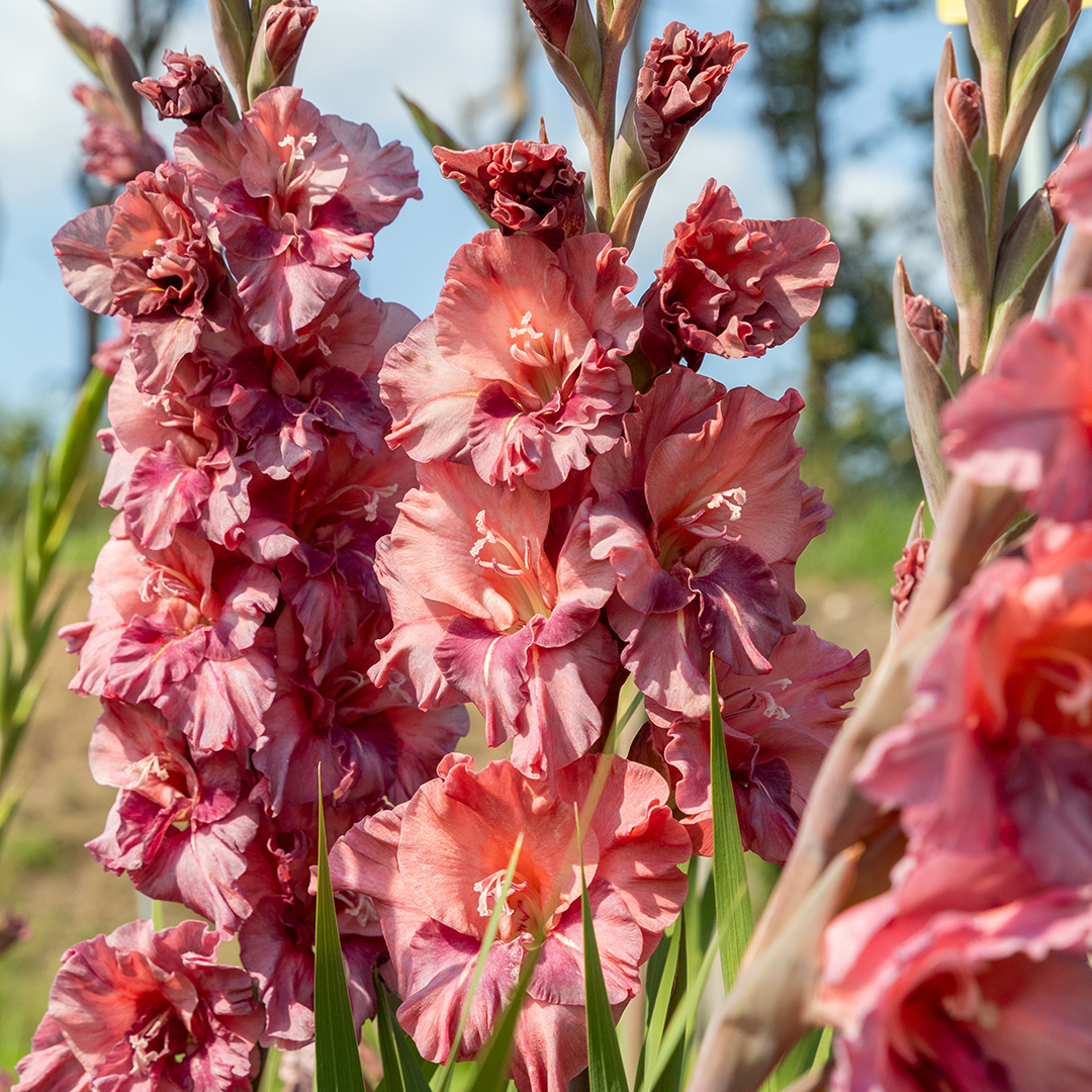 Gladiole Rusty Chestnut