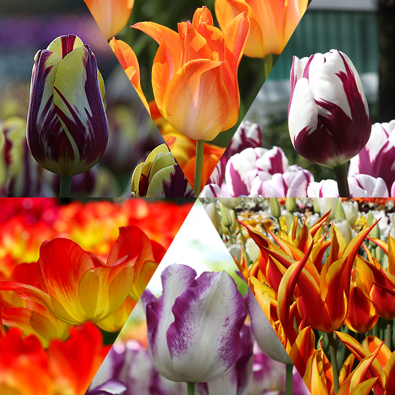Robs Tulpenmischung