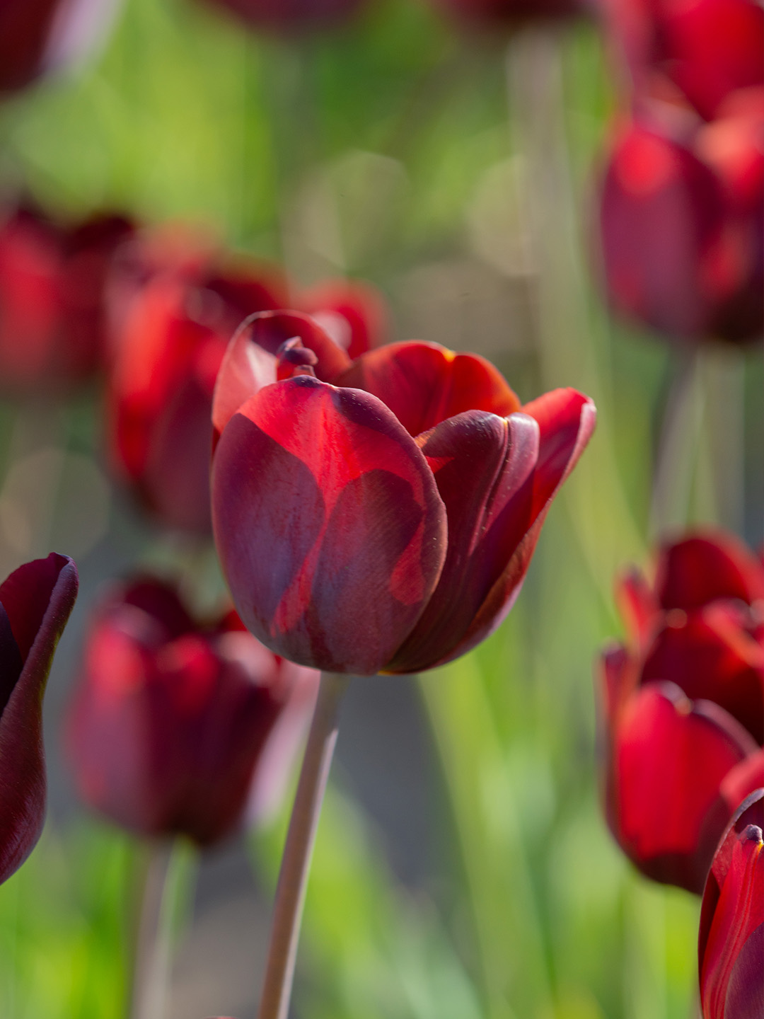 Tulp-Dom-Pedro