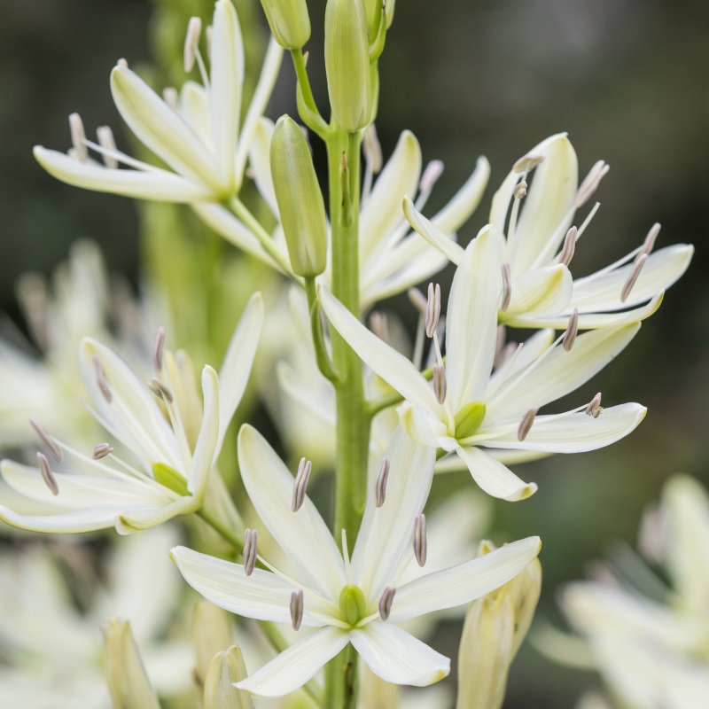 camassia_leichtlinii_alba_dsc3473
