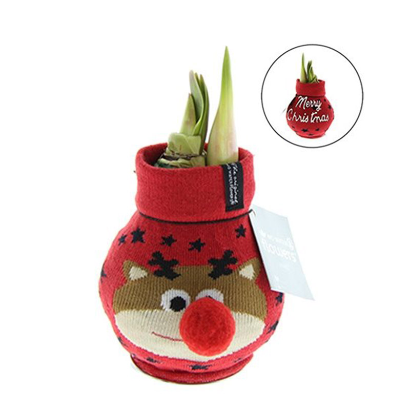 Amaryllis in Wachs Fashionz Rudolf