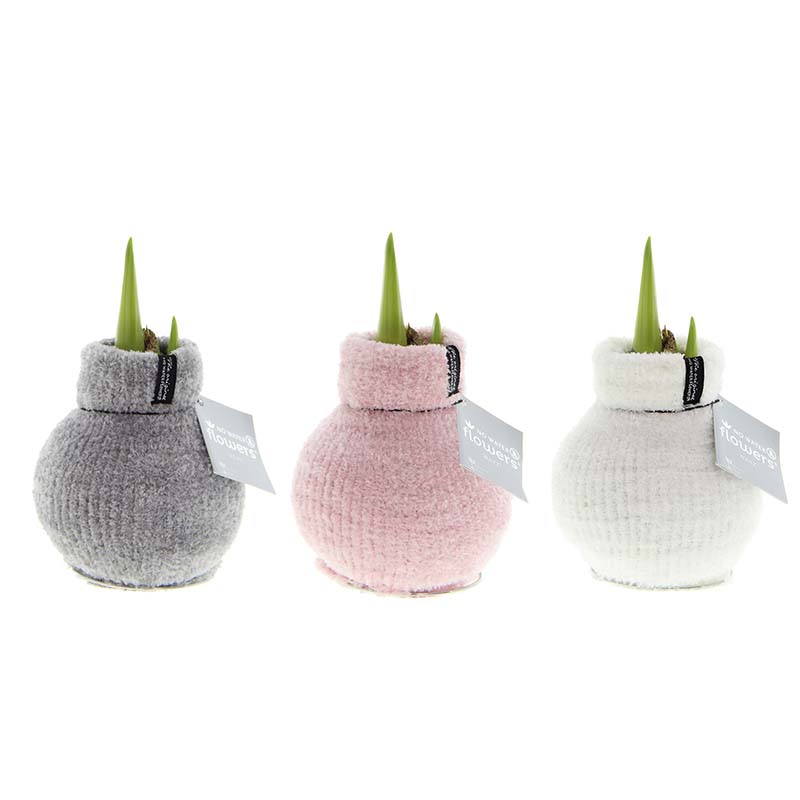 9000060-Wax-Amaryllis-Collection-Cozy-Fluffy