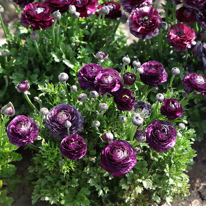 88015-Ranunculus-Aviv-paars Ranunkel Aviv Lila
