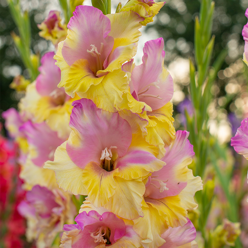 60014-Gladiolus-Mon-Amour-R Gladiolen Mon Amour®