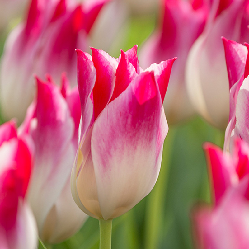 Tulpe Whispering Dream
