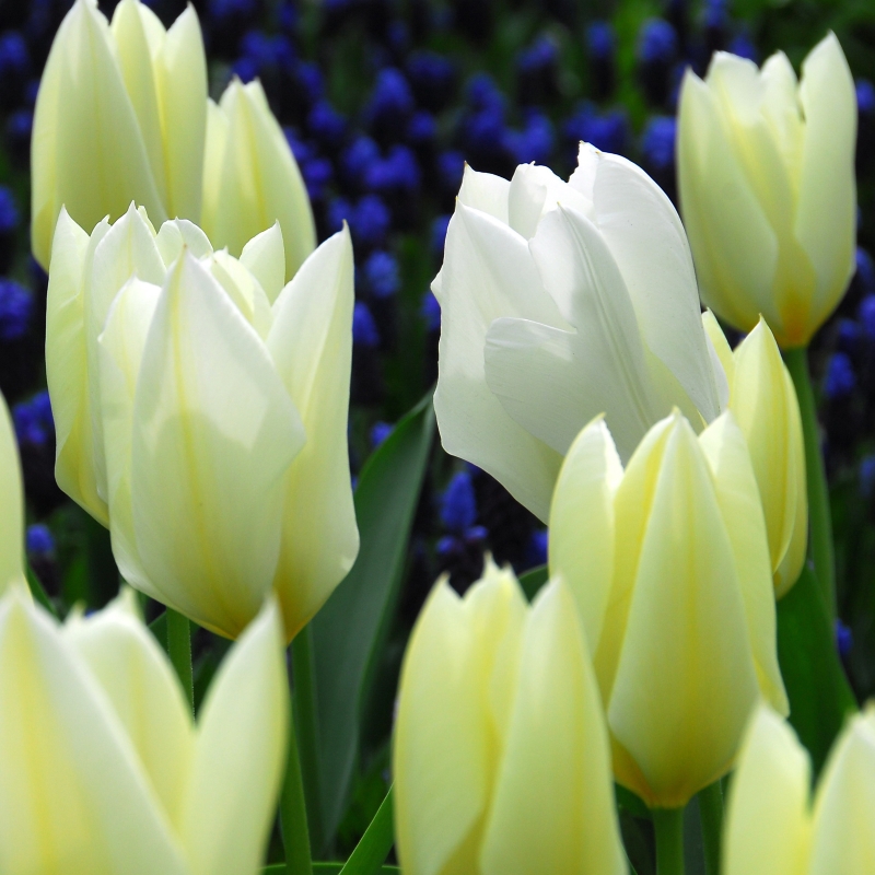 Tulpe Purissima