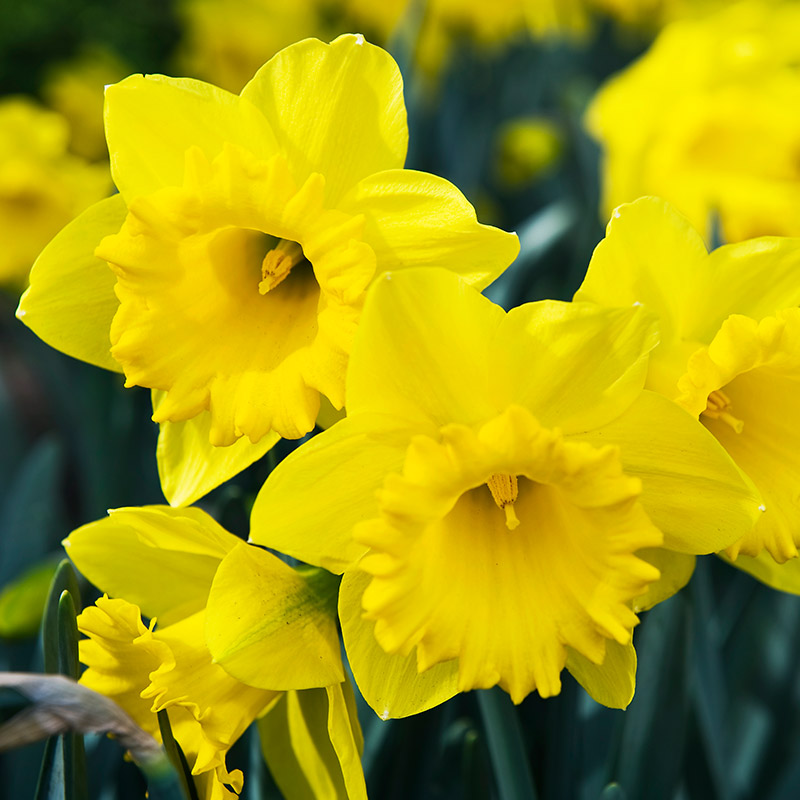 3015-Narcissus-Dutch-Master-02