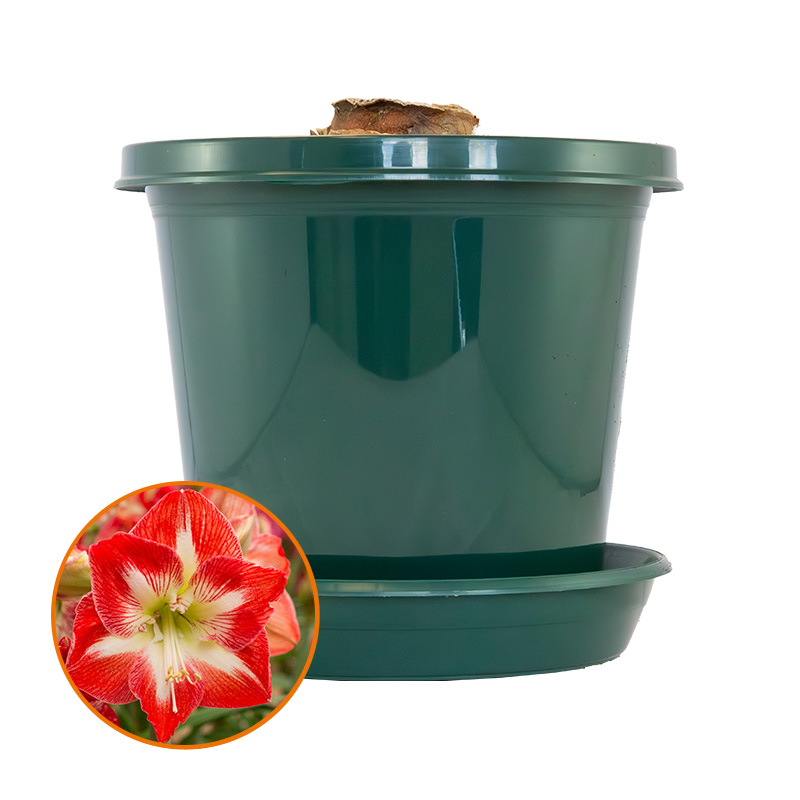 Amaryllis Minerva im Zuchttopf in Geschenkbox