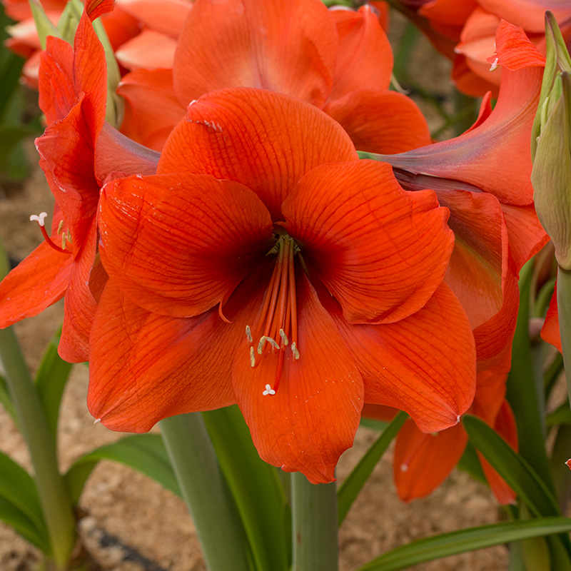 9412-Amaryllis-Horizon-R